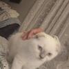 Scottish fold kittens