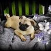 MOLLY fawn female pug puppy in Cincinnati Ohio Pugs