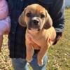 Puggle puppies 