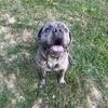 Free to good home toledo ohio