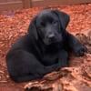 AKC Registered Black Male Labrador Retriever Puppies