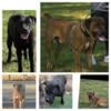 Mastiff Pups BBK Kennels PUPS R HERE