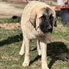 Caucasian shepherd puppies