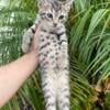 Beautiful F5 Savannah kittens 