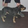 Black Tri Pocket Female American Bully