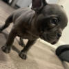 Frenchies 8 weeks old