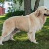 AKC health tested Golden retriever for STUD