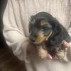 Mini dachshund