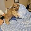 CKC Shih tzu puppies 10 weeks old for sale