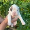 AKC  WHITE BOXER PUPPIES (2)