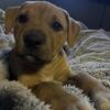 Pit bull puppies