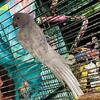 Indian Ringneck Parakeets