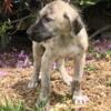 Irish Wolfhound Pup. Last male