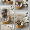 SCOTTISH FOLD KITTENS