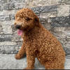 Moyen Female Poodle For Sale - Intact
