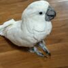 Beautiful and tame male cockatoo