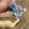 SALE! Parrotlets baby pairs an young