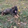 AKC registered german shepherd male