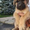 English mastiffs puppies