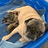 For Sale Pug Puppies