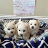 Maltese puppies in Virginia