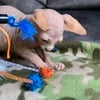 Red & white Hairless Sphynx Kitten "Beck" Tica reg Health Guarantee ready for new home