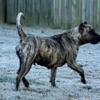 Beautiful FCI/UKC Presa Canario female. In heat now