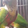 Black capped conures pairs