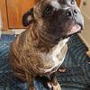 XL Bully (stud)