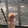 Female toy poodle (AKC)