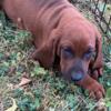 AKC REDBONE COONHOUND FEMALE & MALE PUPPIES ~READY NOW ~ PA