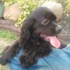 Cocker spaniel 1 male 2 females looking for forever homes