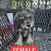 Mini Schnauzers for sale