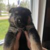 German shepherd puppy