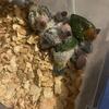 We buy baby birds and adults 