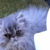 Exotic long hair Persian (sheboygan Wisconsin)