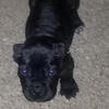 Cane Corso pups 