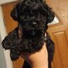 Yorkiepoo Puppies