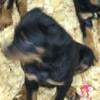 Rottweiler Puppies looking for their furever home! akc and health certificate