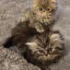 Persian Kittens Too Cute For Words