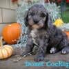 Dozer Male Cockapoo