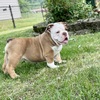 OLDE ENGLISH BULLDOG