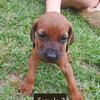 Beautiful Red Bone Coon Hound 4 sale