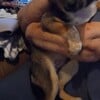 Blue heeler mix puppies