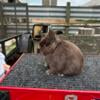 Netherland dwarf chocolate sr buck 