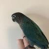 Turquoise green cheek with