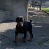 Doberman puppy for sale