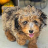 Mini poodle puppies in Indiana