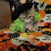 Tabby exotic short hair persian kitten 