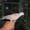 Young, tame, Ringneck Doves